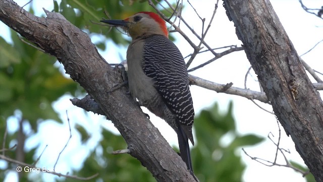 Golden-fronted Woodpecker (Velasquez's) - ML201834611