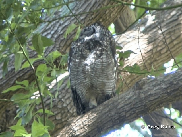 Spotted Eagle-Owl - ML201834751