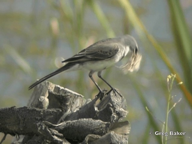 Cape Wagtail - ML201834921