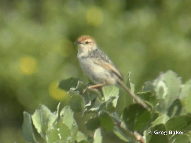  - Levaillant's Cisticola