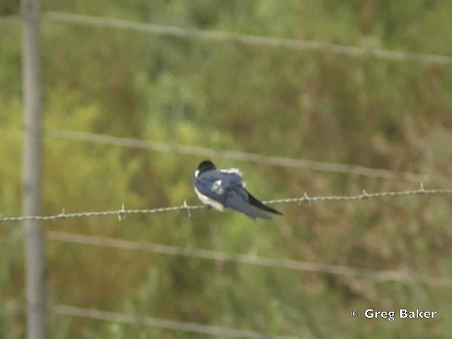 White-throated Swallow - ML201835151