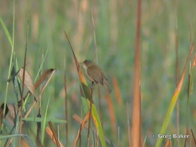 Common Reed Warbler (African) - ML201835211
