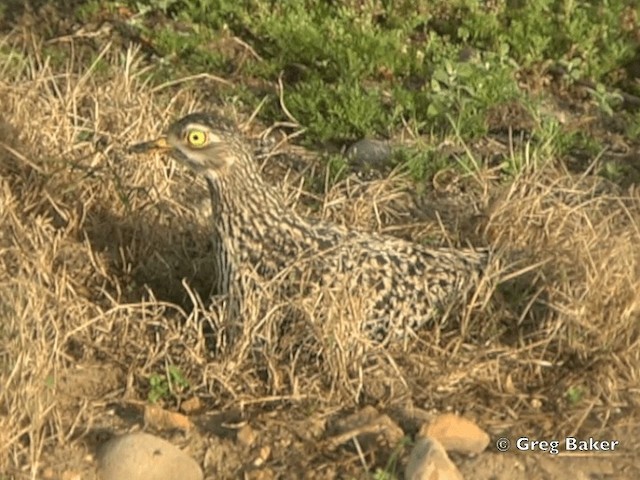 Spotted Thick-knee - ML201835231