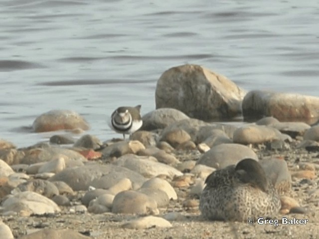 Three-banded Plover (African) - ML201835251