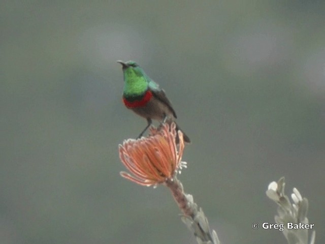  - Southern Double-collared Sunbird