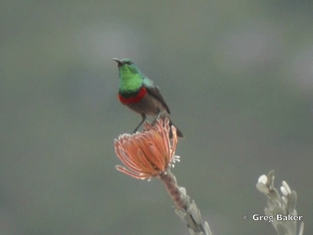 Southern Double-collared Sunbird - ML201835391