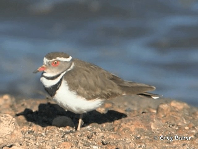 Three-banded Plover (African) - ML201835511