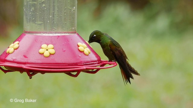 kolibřík brazilský - ML201835601