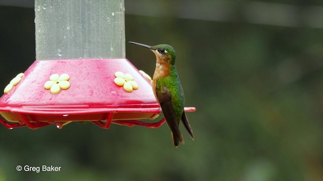 kolibřík brazilský - ML201835611
