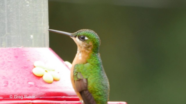 kolibřík brazilský - ML201835621