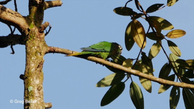 Maroon-bellied Parakeet (Maroon-tailed) - ML201835661