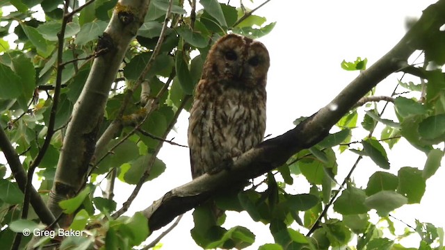 Tawny Owl - ML201835771