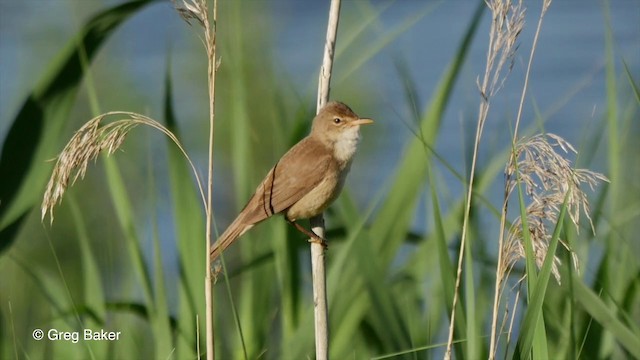 Common Reed Warbler (Common) - ML201835791