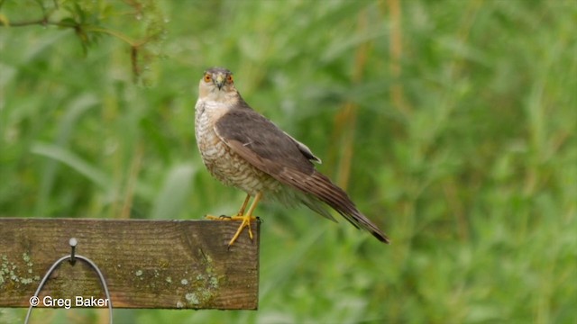 Eurasian Sparrowhawk - ML201835821