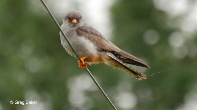 Red-footed Falcon - ML201835841