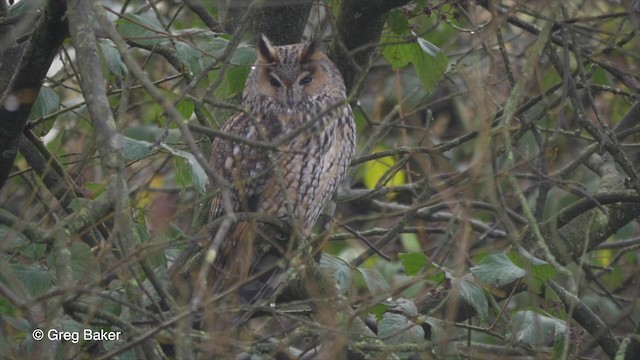 Long-eared Owl (Eurasian) - ML201835921