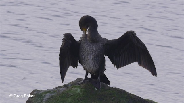 Great Cormorant (North Atlantic) - ML201835931