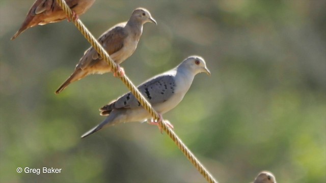 Como empezar a cazar palomas en florida Frog Pond Dove Field