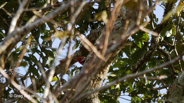 Red-necked Woodpecker - ML201836091