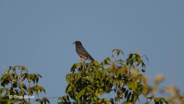 Swallow-winged Puffbird - ML201836241