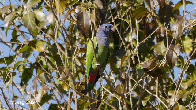 Blue-headed Parrot (Blue-headed) - ML201836331