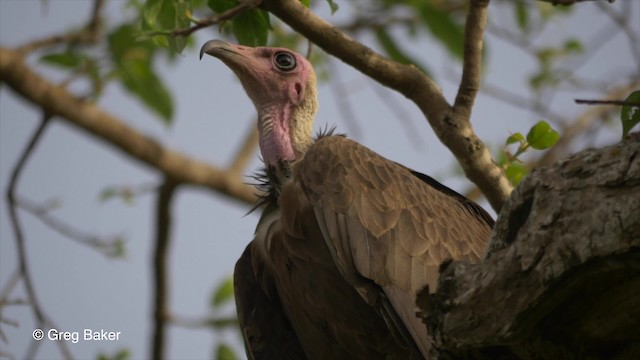 Hooded Vulture - ML201836381