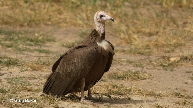 Hooded Vulture - ML201836541