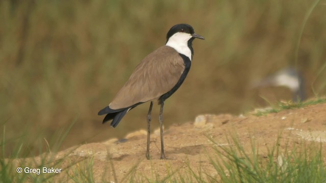 Spur-winged Lapwing - ML201836591