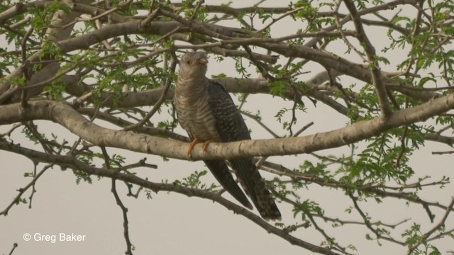 African Cuckoo - ML201836691