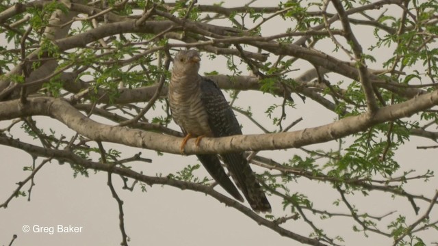  - African Cuckoo