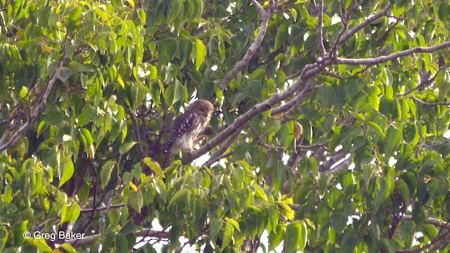 Pearl-spotted Owlet - ML201836751