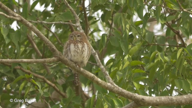 Pearl-spotted Owlet - ML201836761