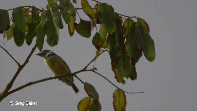 Yellow-fronted Tinkerbird - ML201836921