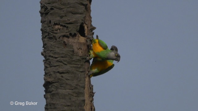 Senegal Parrot - ML201837021