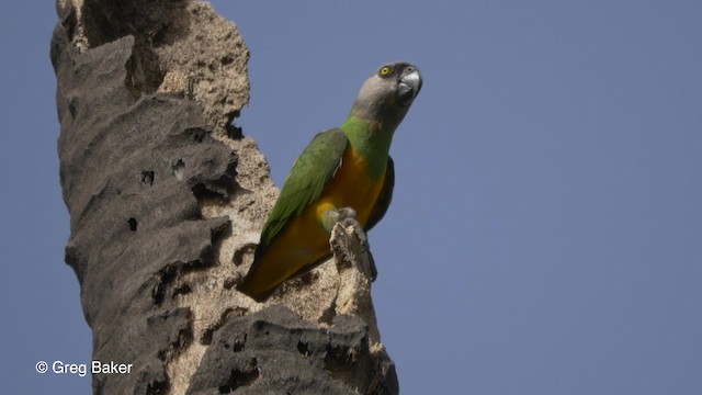 Senegal Parrot - ML201837031