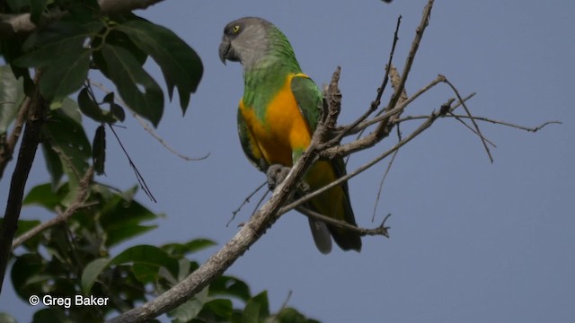 Сенегальский попугай - ML201837041