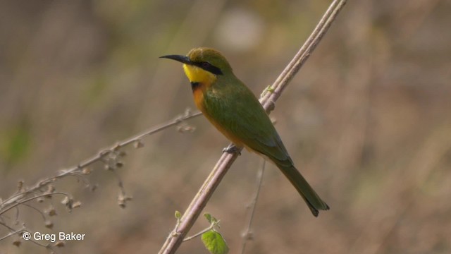 Little Bee-eater - ML201837051