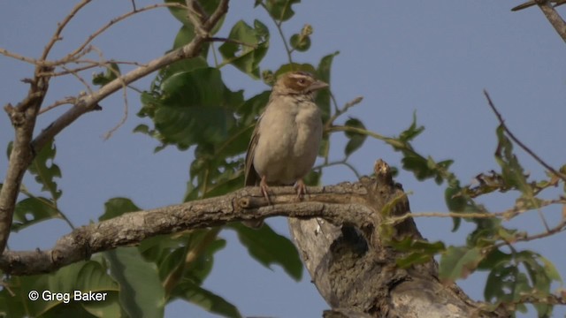 Chestnut-crowned Sparrow-Weaver - ML201837111