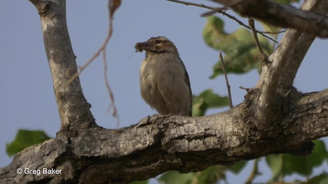 Chestnut-crowned Sparrow-Weaver - ML201837121