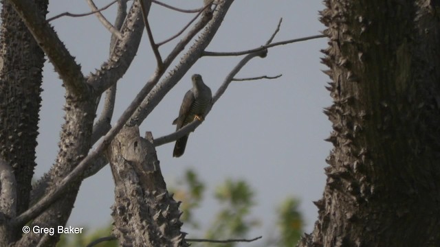 African Cuckoo - ML201837141