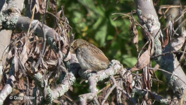 Swamp Sparrow - ML201837211