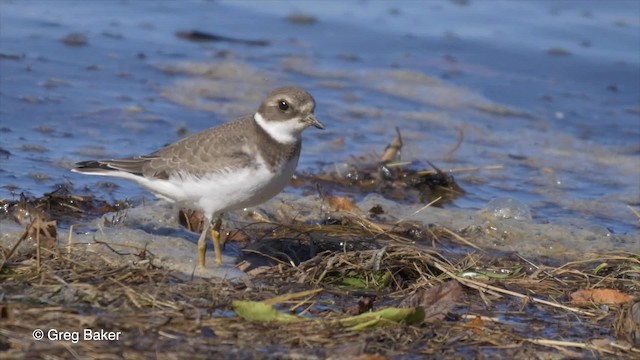 Semipalmated Plover - ML201837271