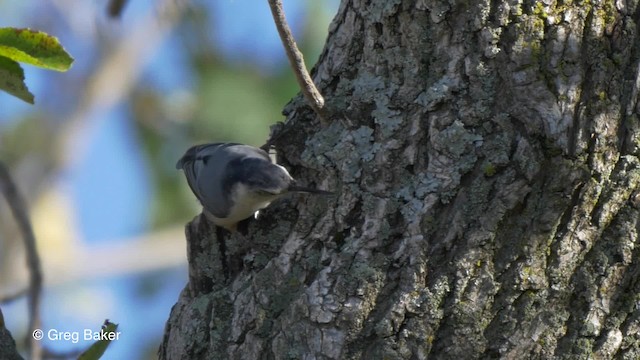 White-breasted Nuthatch (Eastern) - ML201837291