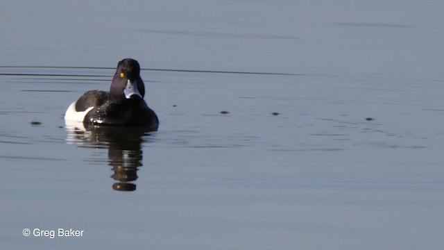 Tufted Duck - ML201837321