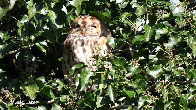 Tawny Owl - ML201837351
