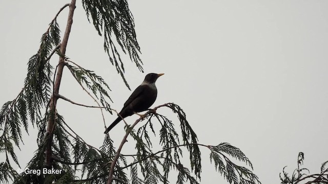 White-collared Blackbird - ML201837601
