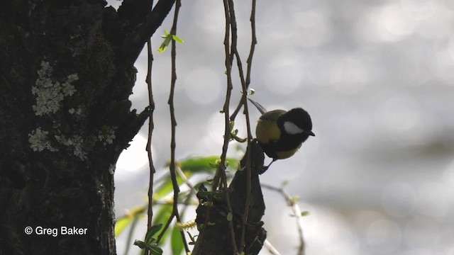 Green-backed Tit - ML201837641