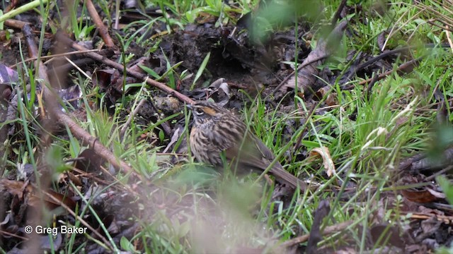 Rufous-breasted Accentor - ML201837671