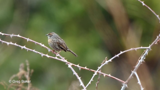 Rufous-breasted Accentor - ML201837821