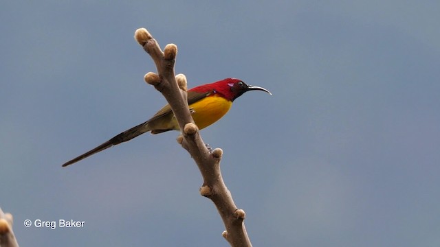 Mrs. Gould's Sunbird (Yellow-breasted) - ML201837921
